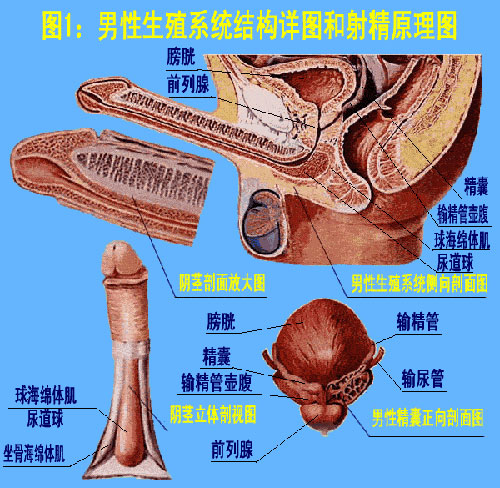 男性生殖系统结构详图